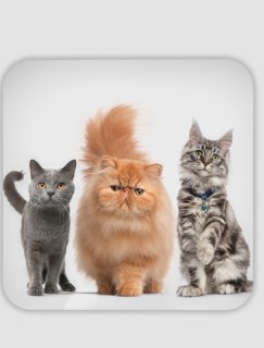Kedi Çetesi Tasarımlı 4lü Kare Bardak Altlığı Kedi Çetesi Tasarımlı 4lü Kare Bardak Altlığı