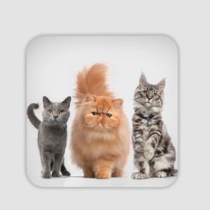 Kedi Çetesi Tasarımlı 4lü Kare Bardak Altlığı